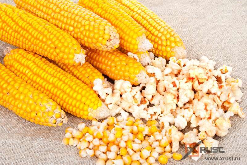 Выведена кукуруза, из которой создается полезный попкорн
