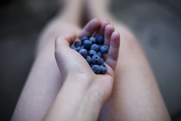 Blueberries for weight loss