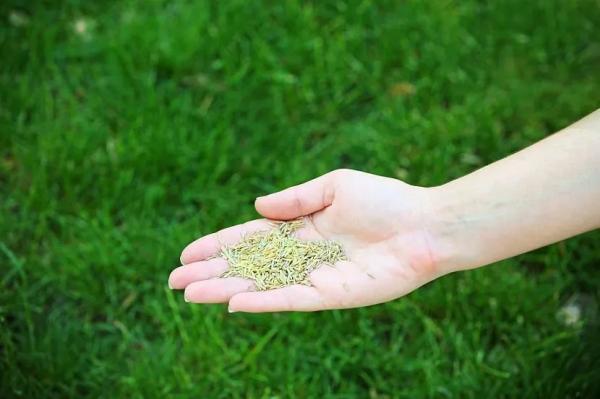 Удобрения для газона: чем подкормить газон весной, летом и осенью