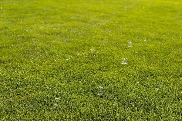 Удобрения для газона: чем подкормить газон весной, летом и осенью