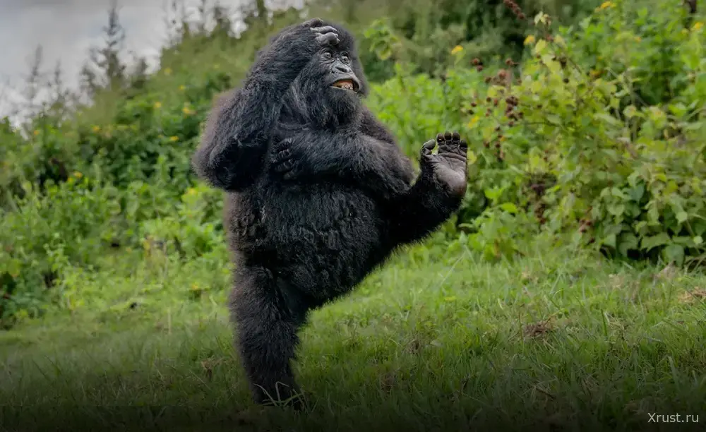 Gorilla high-fived with his back leg